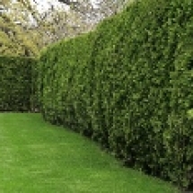 Hedge Maintenance