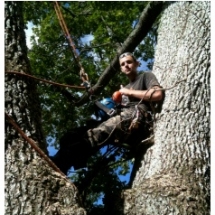 Tree Felling